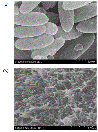 Preparation method and application of mixed matrix membrane containing zeolite imidazolate framework material