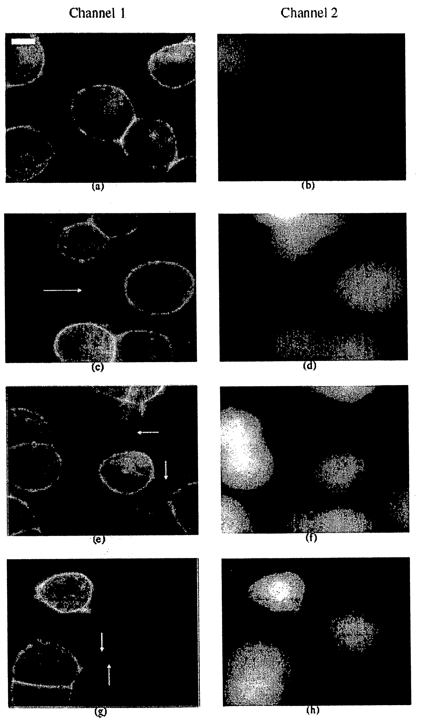 Microscope system and screening method for drugs, physical therapies and biohazards