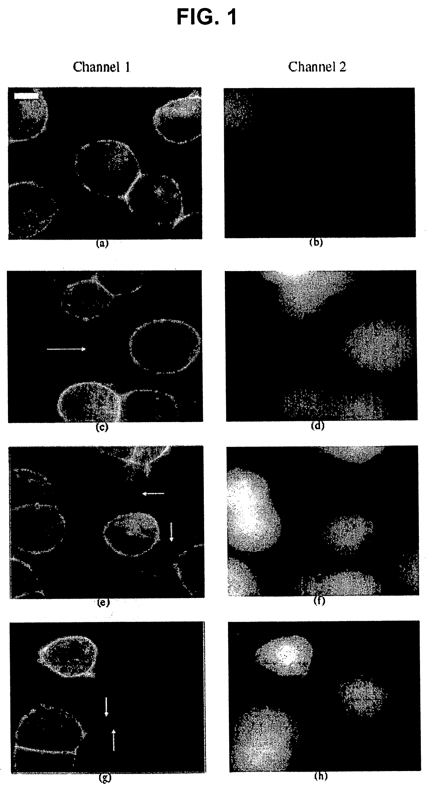 Microscope system and screening method for drugs, physical therapies and biohazards