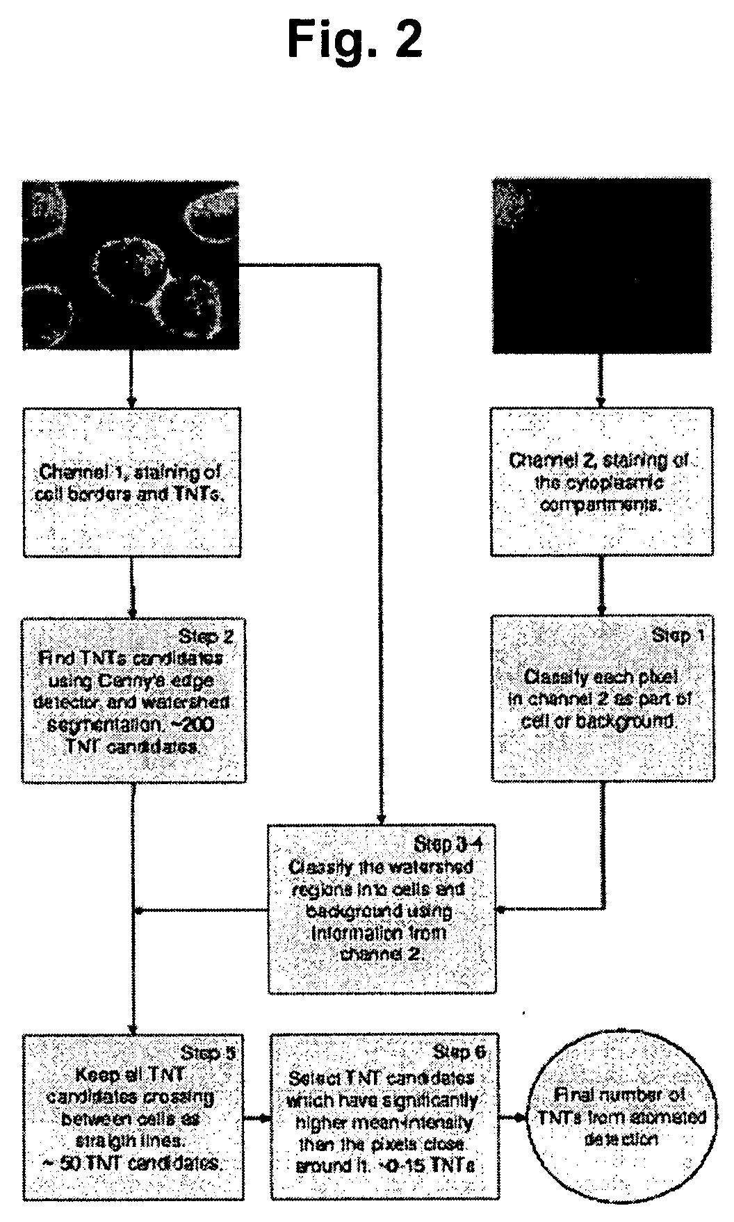 Microscope system and screening method for drugs, physical therapies and biohazards