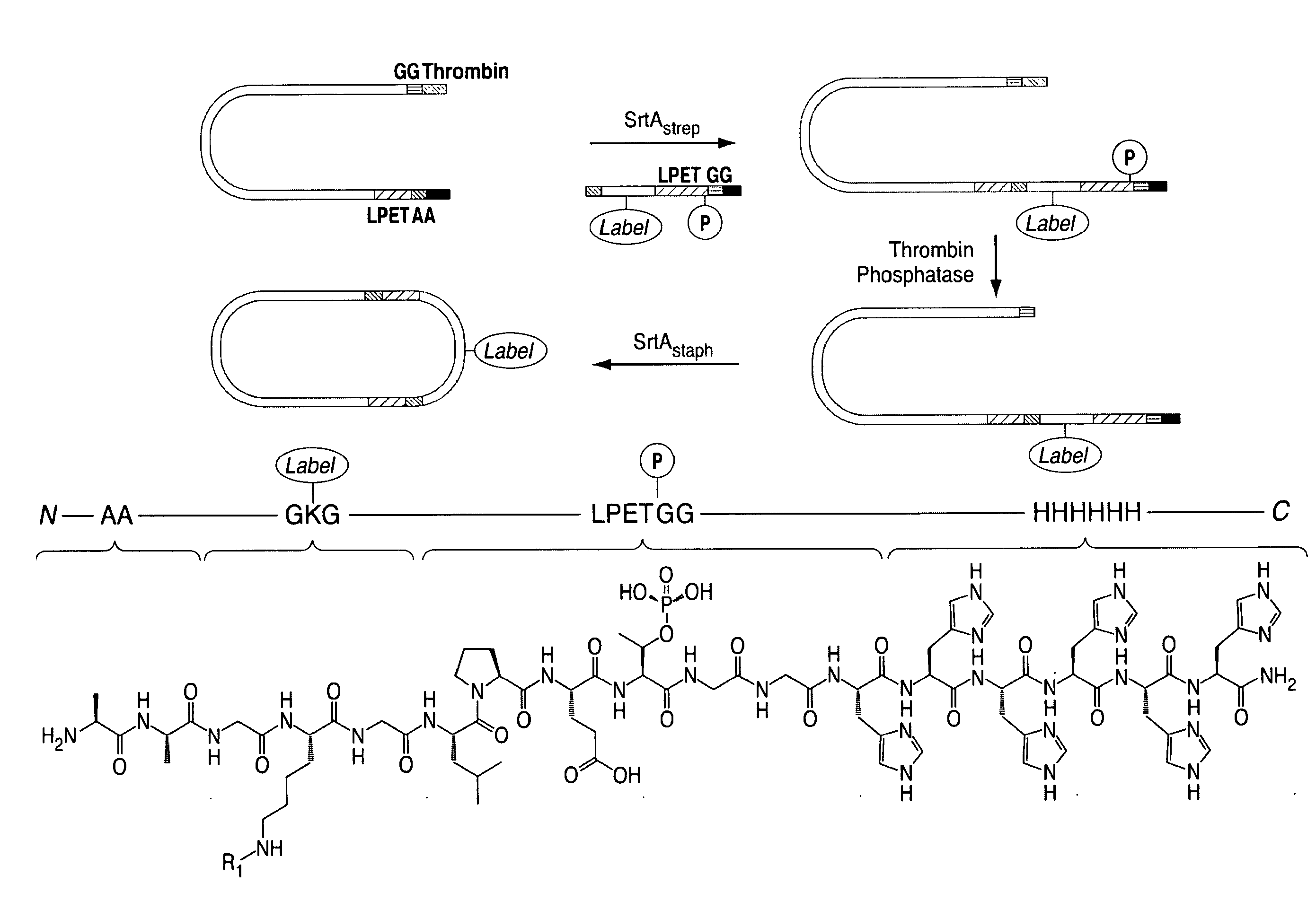 Methods for ligation and uses thereof