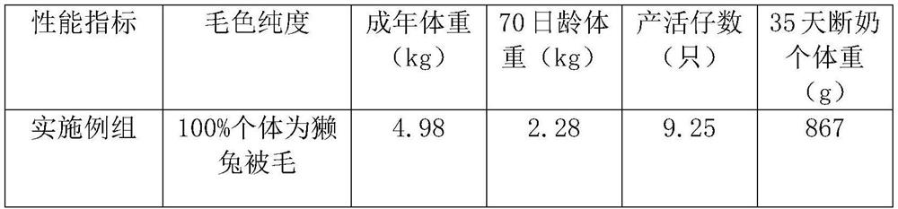 Breeding method and application of a common female line of meat and skin rabbits