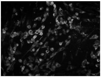 CCV (canine corona virus) M protein monoclonal antibody and preparation method thereof, and preparation method of immune colloidal gold test strip