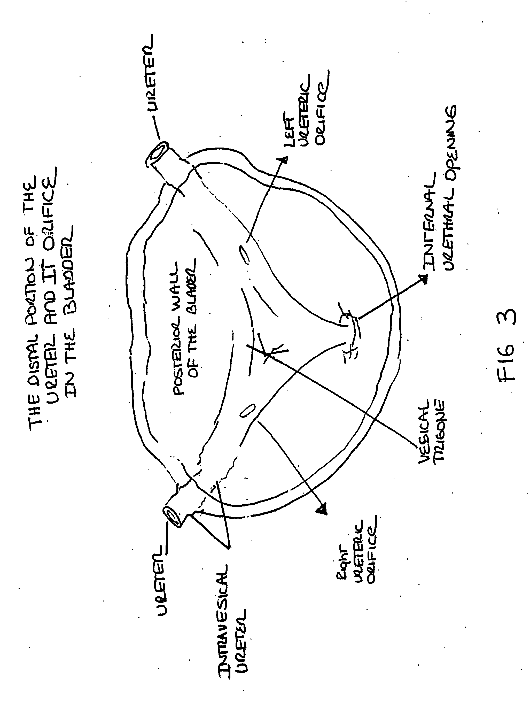 Augmentation and repair of spincter defects with cells including mesenchymal cells