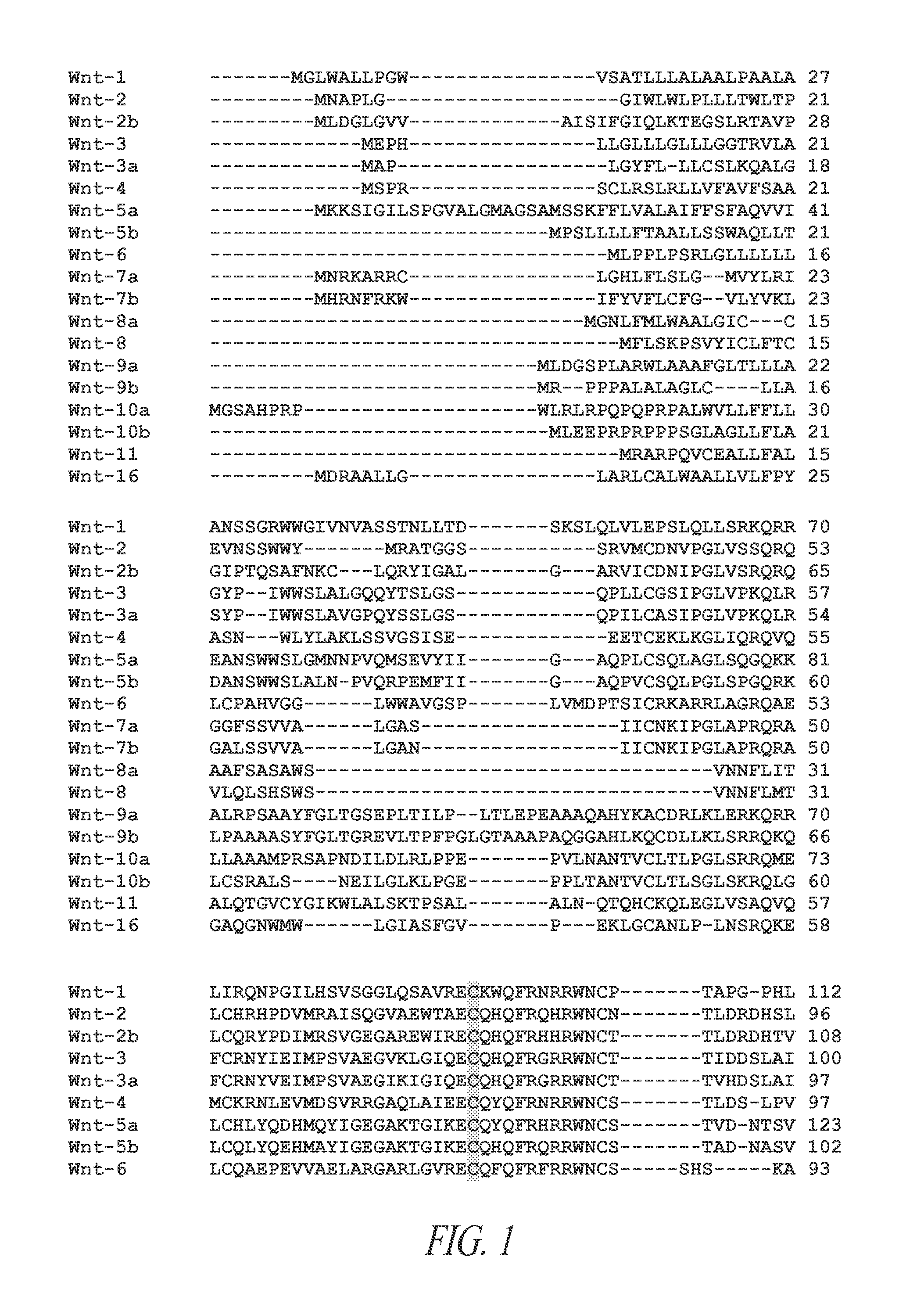 Wnt compositions and therapeutic uses of such compositions