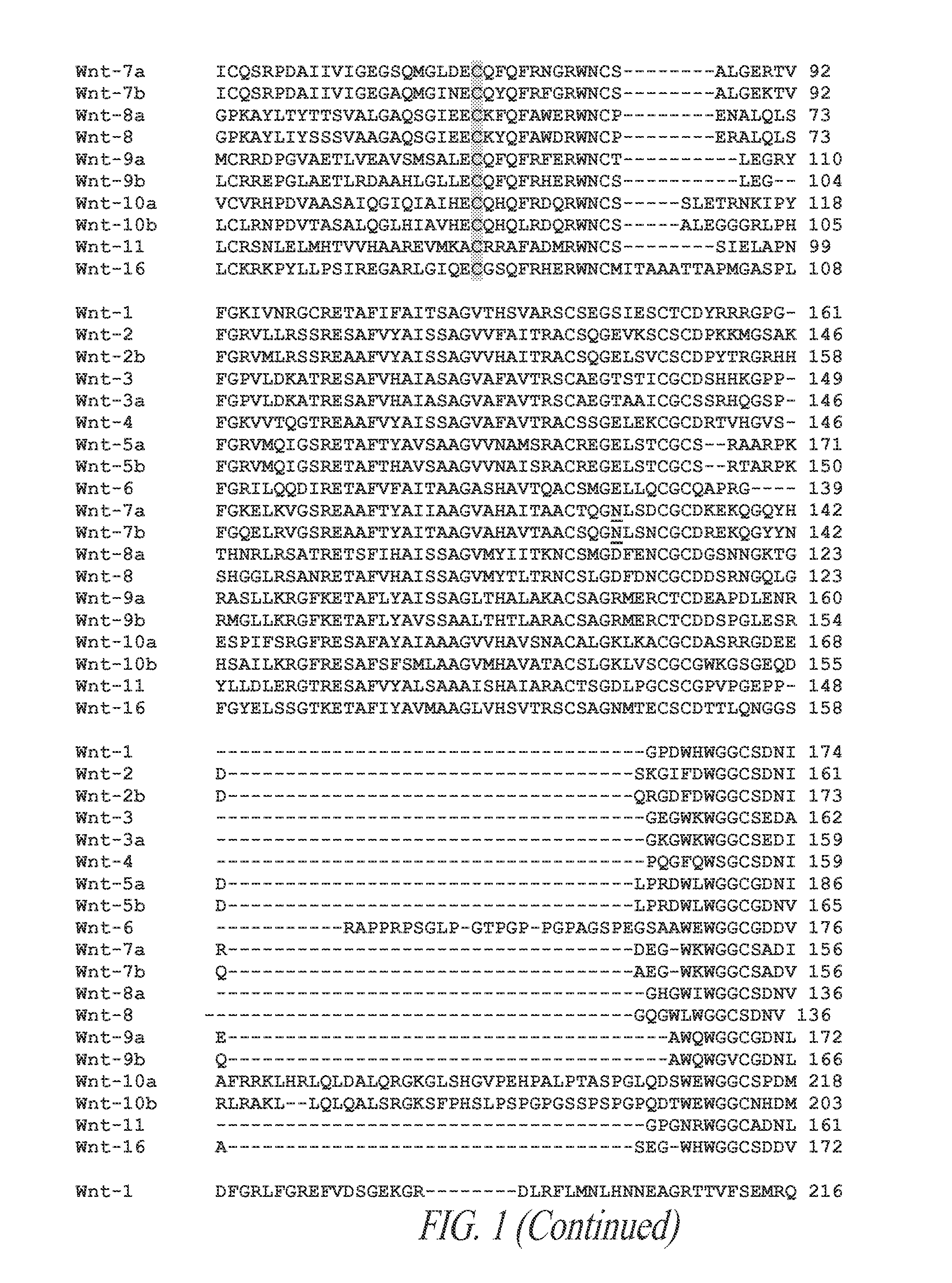 Wnt compositions and therapeutic uses of such compositions