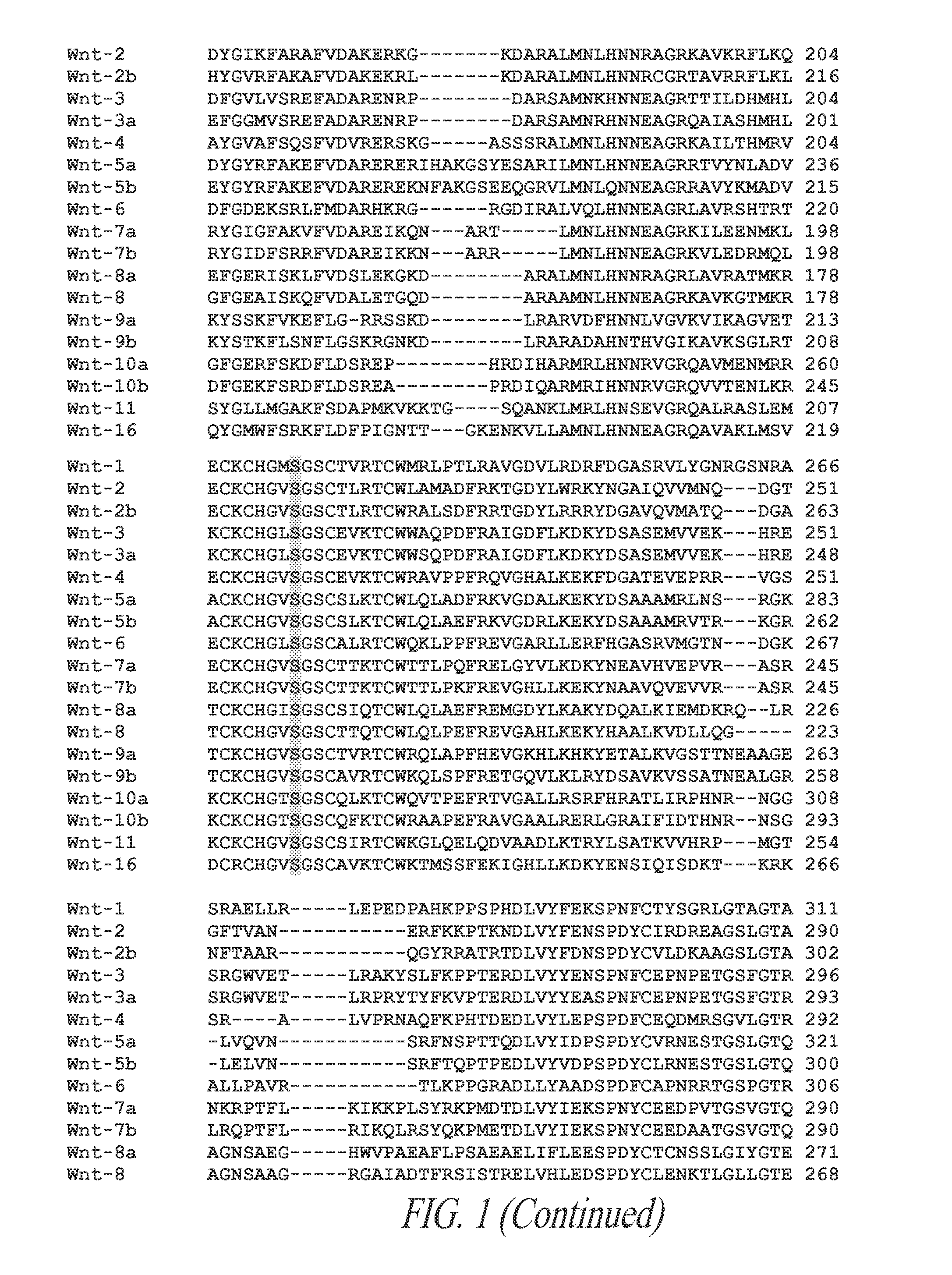 Wnt compositions and therapeutic uses of such compositions