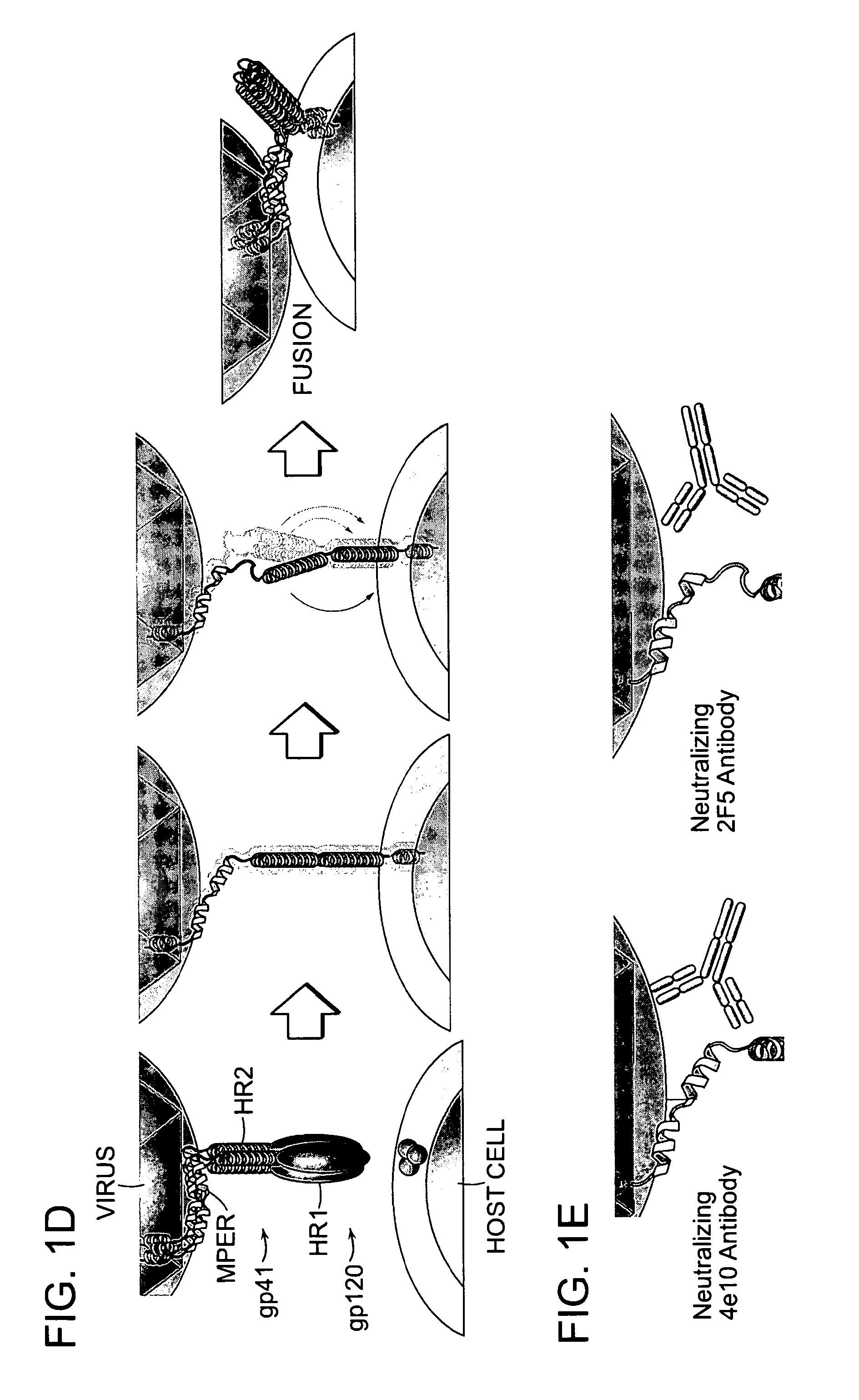 Structured viral peptide compositions and methods of use