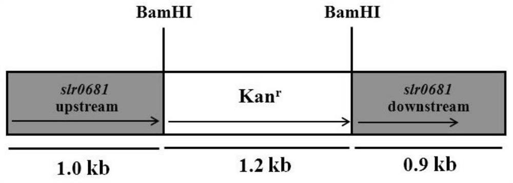 Application of slr0681 gene in synthesis of synechocystis carotene