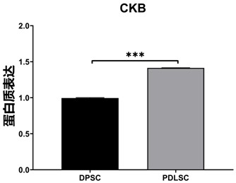 Kit and method for identifying periodontal ligament stem cells