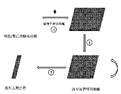 Tissue engineering vessel and preparation method and application thereof