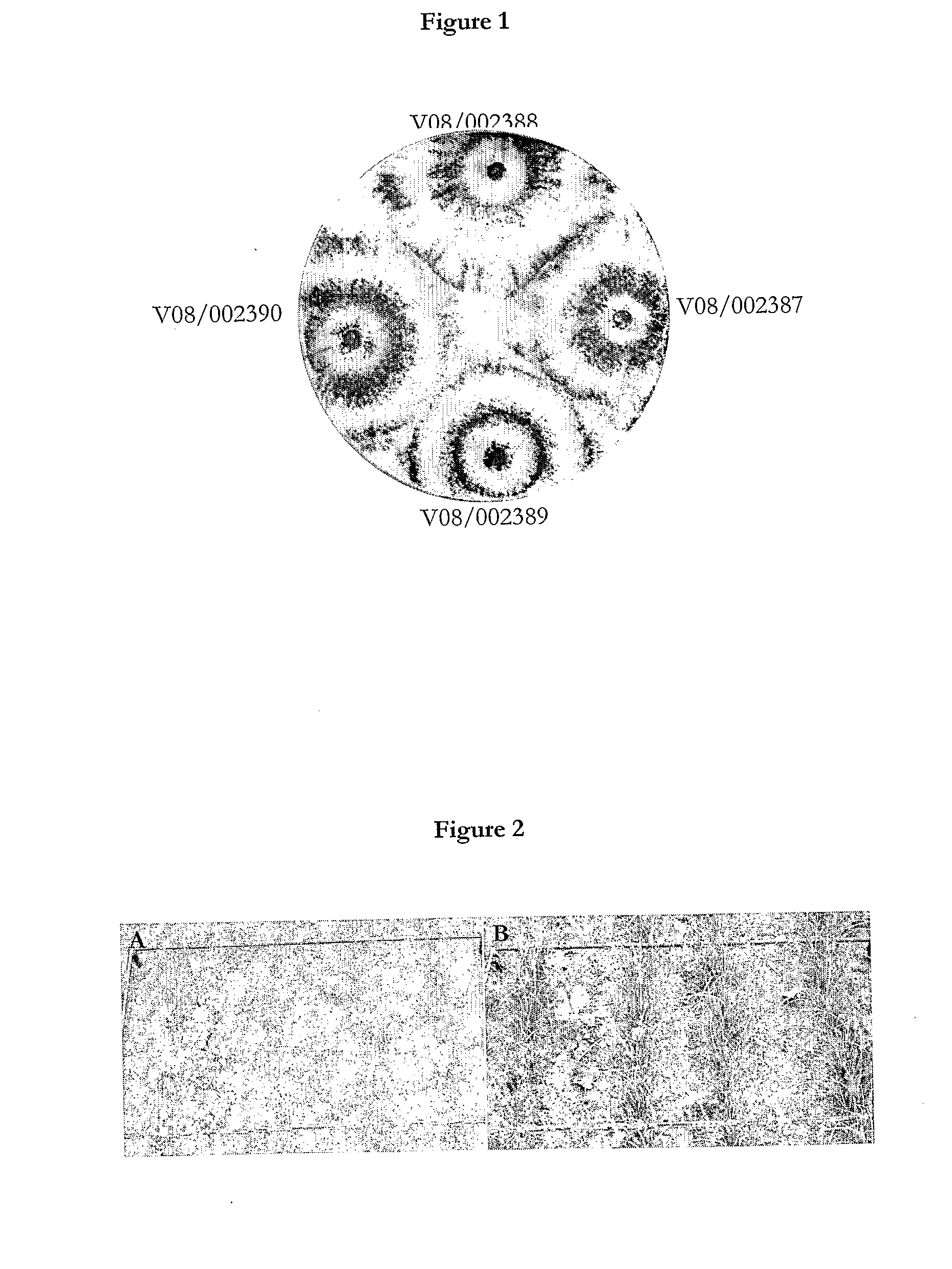 Methods and compositions comprising trichoderma atroviride for the biological control of soil borne plant pathogens and promoting plant growth