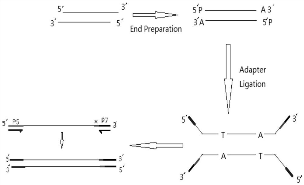 16S rDNA library construction method, 16S rDNA library and application