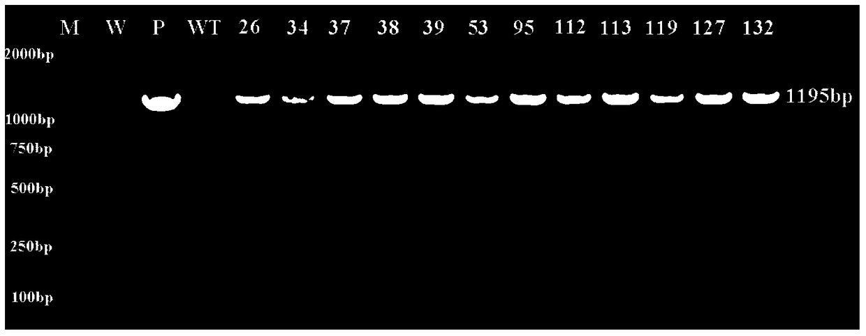 Plant starch synthesis related protein ibssi and its coding gene and application