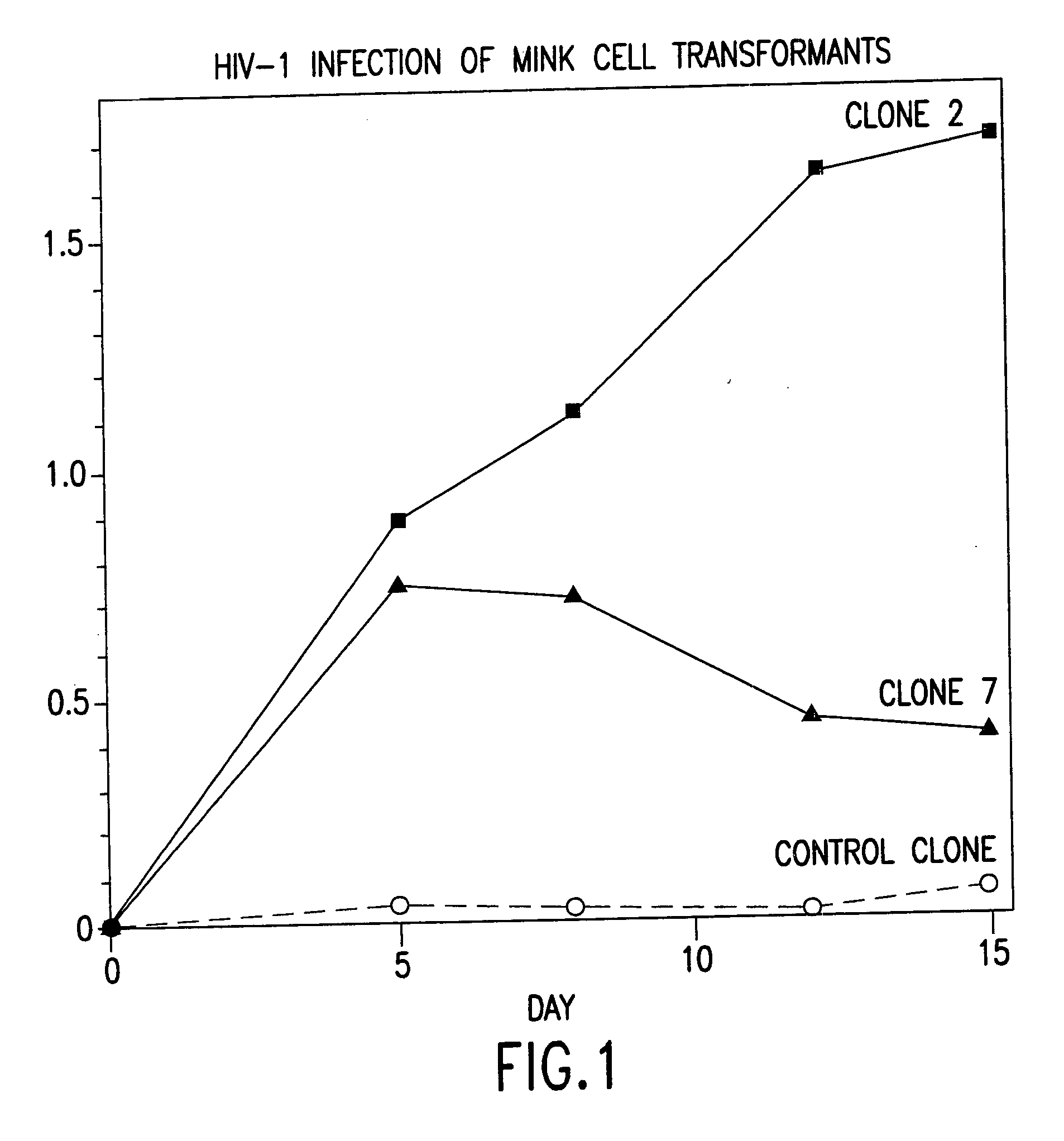 Cells expressing both human CD4 and a human fusion accessory factor associated with HIV infection