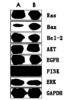 Application of aplysin in preparation of medicine for treating glioma