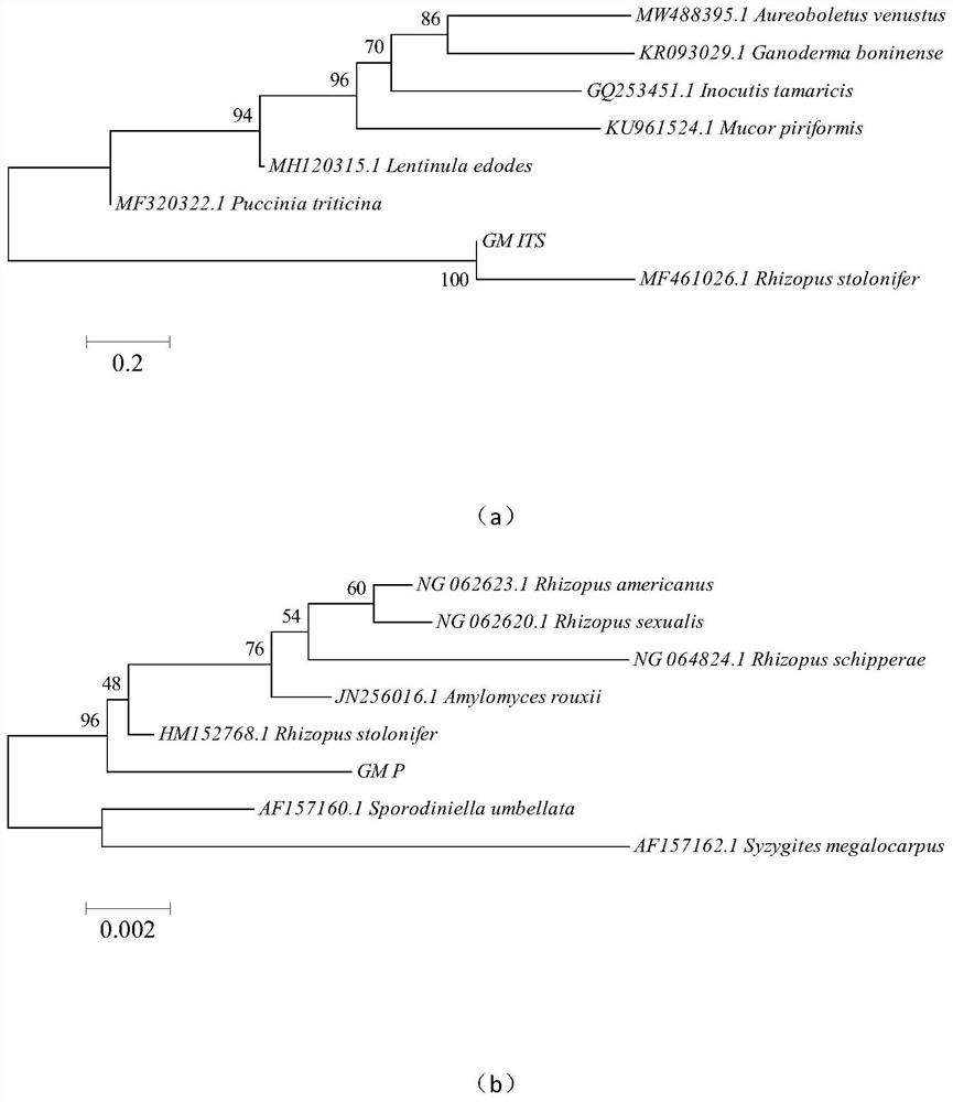 Method for biological control of strawberry postharvest soft rot and strawberry fruit storage and preservation by debaryomyces hansenii Y3