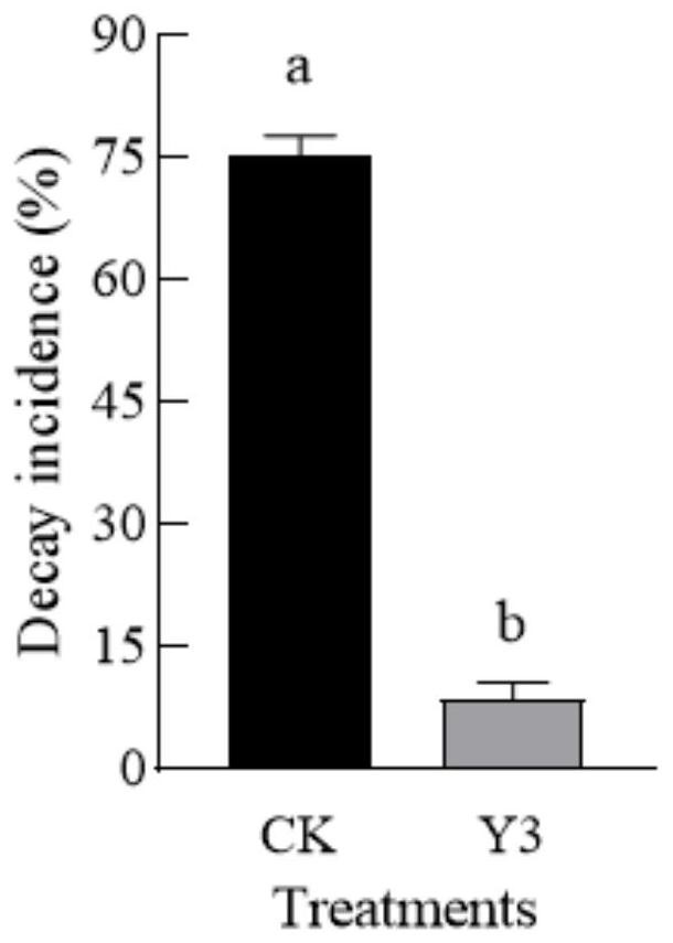 Method for biological control of strawberry postharvest soft rot and strawberry fruit storage and preservation by debaryomyces hansenii Y3