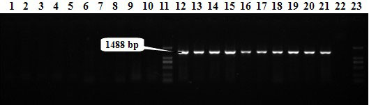 Chromosomal localization for FSML (female-specific marker of Laminaria japonica Aresch)-1488