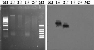 Chromosomal localization for FSML (female-specific marker of Laminaria japonica Aresch)-1488