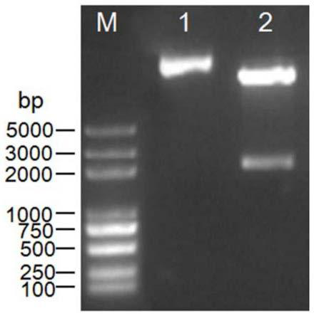 Application, expression vector and application of a grape disease resistance-related gene vvpub17