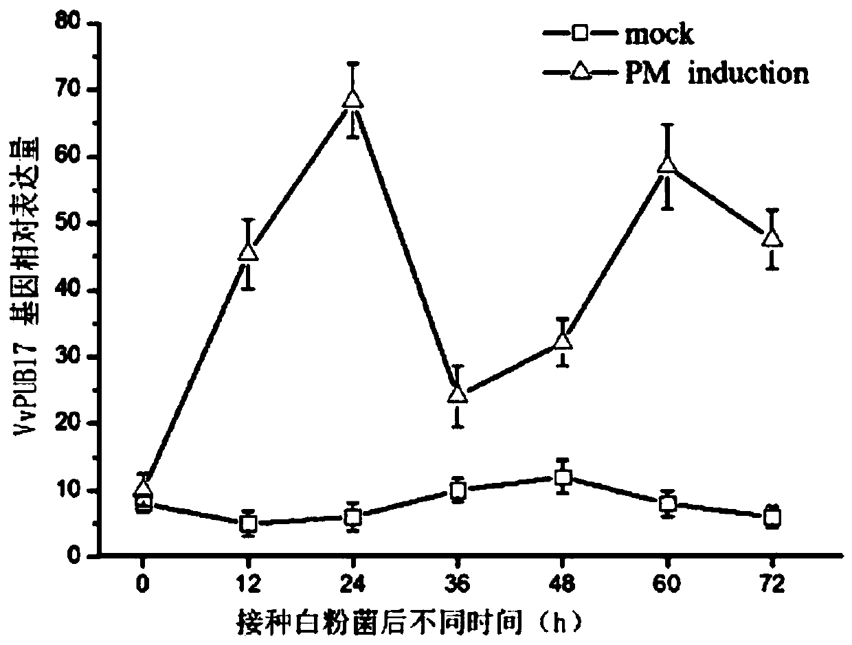 Application, expression vector and application of a grape disease resistance-related gene vvpub17