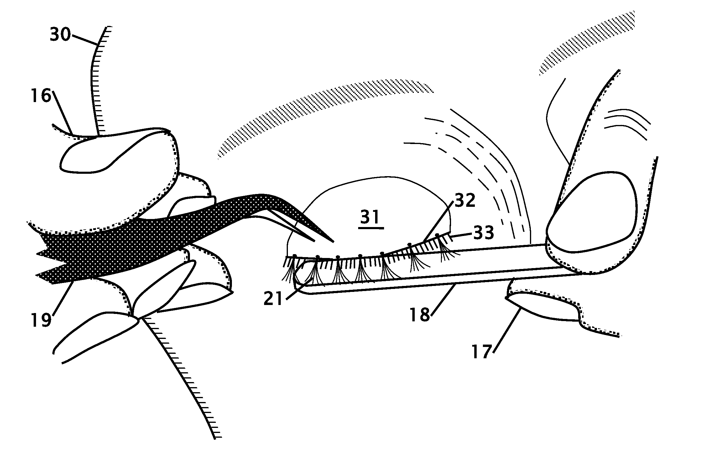 Method of bonding false eyelashes