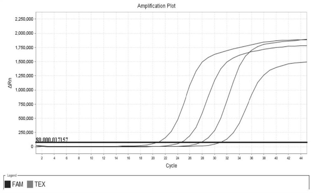 Nucleic acid detection kit and detection method for firmicutes and bacteroides