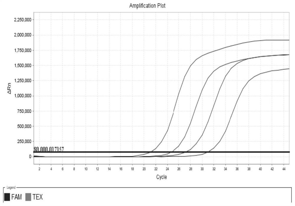 Nucleic acid detection kit and detection method for firmicutes and bacteroides