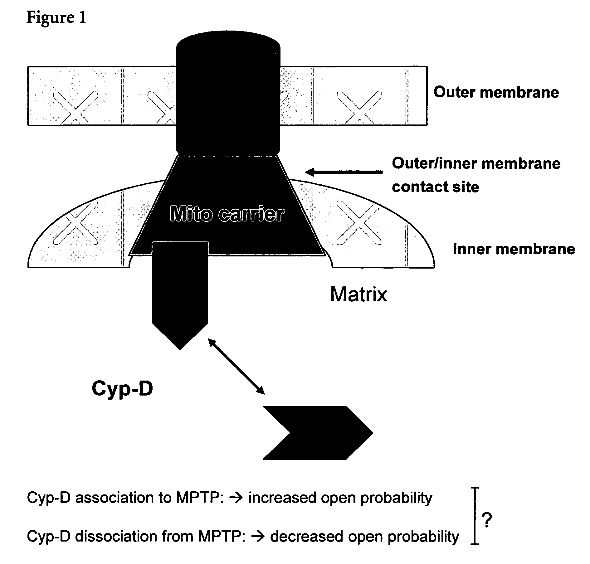 Mitochrondrial permeability transition pore affinity labels and modulators