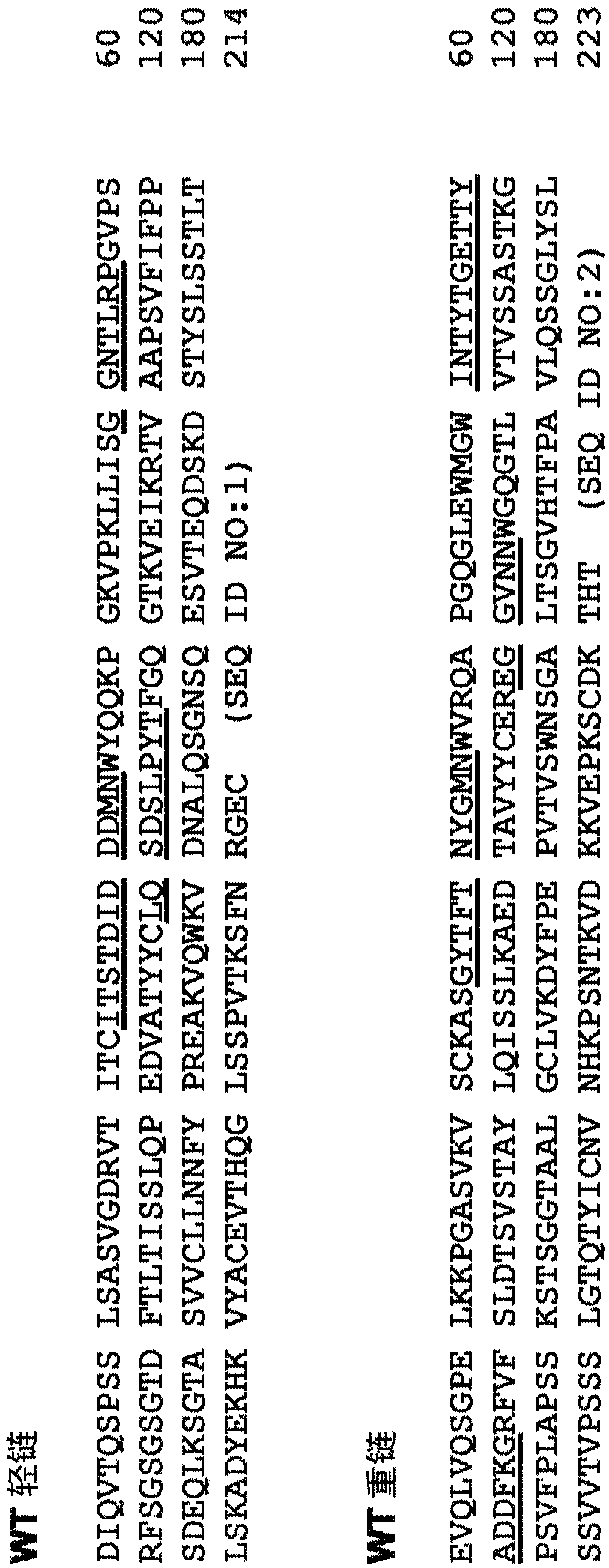 Anti-factor D antibody variants and uses thereof