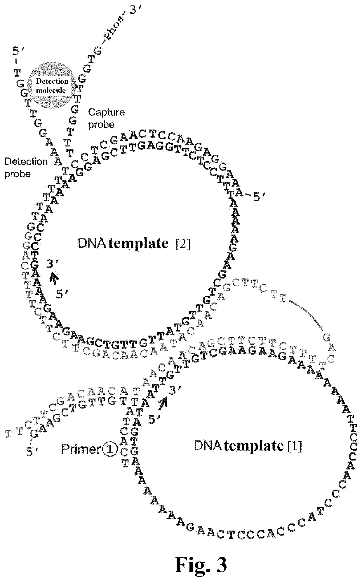 Method for detecting target molecule in which rolling circle amplification is used