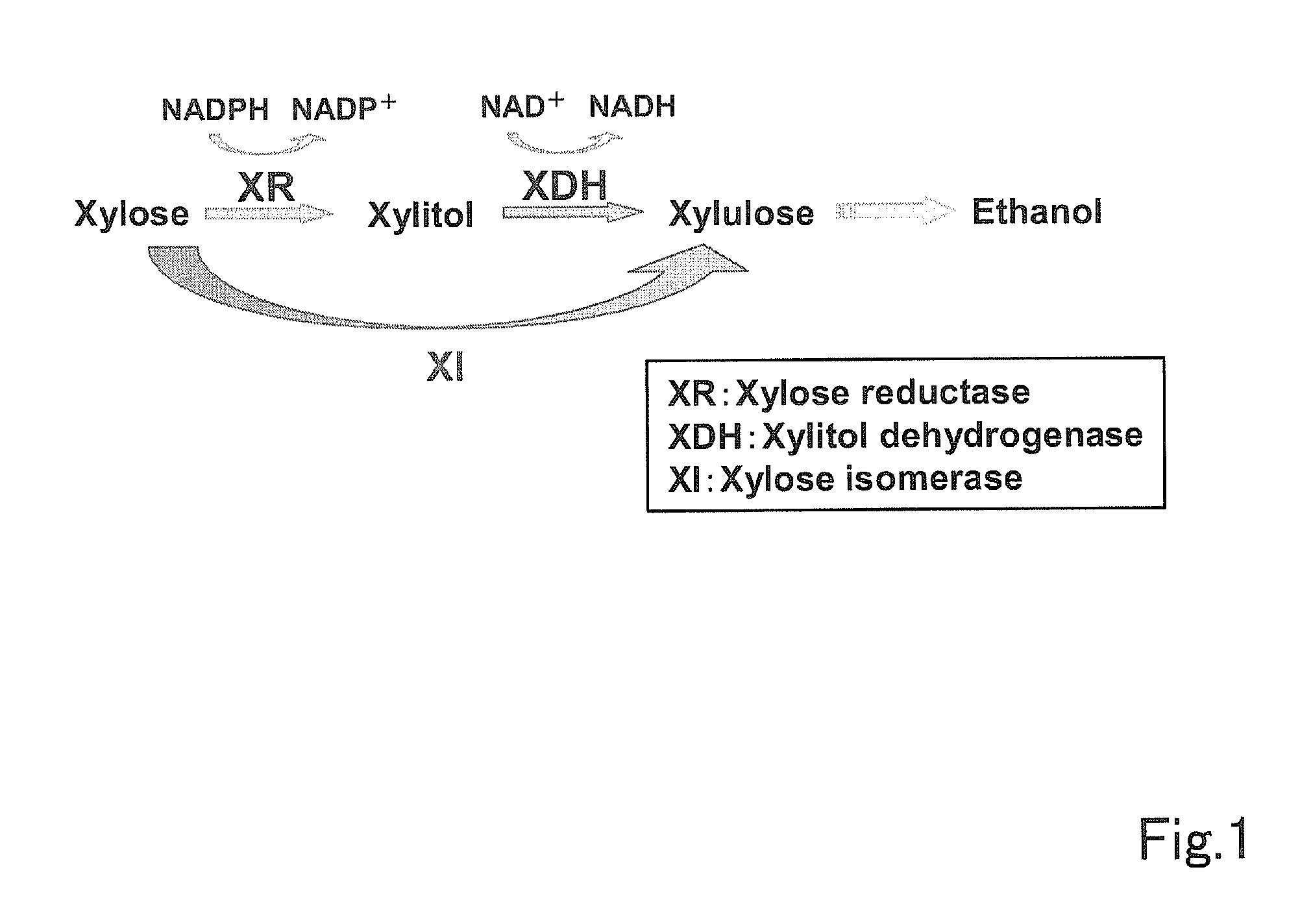 Xylose isomerase and use thereof