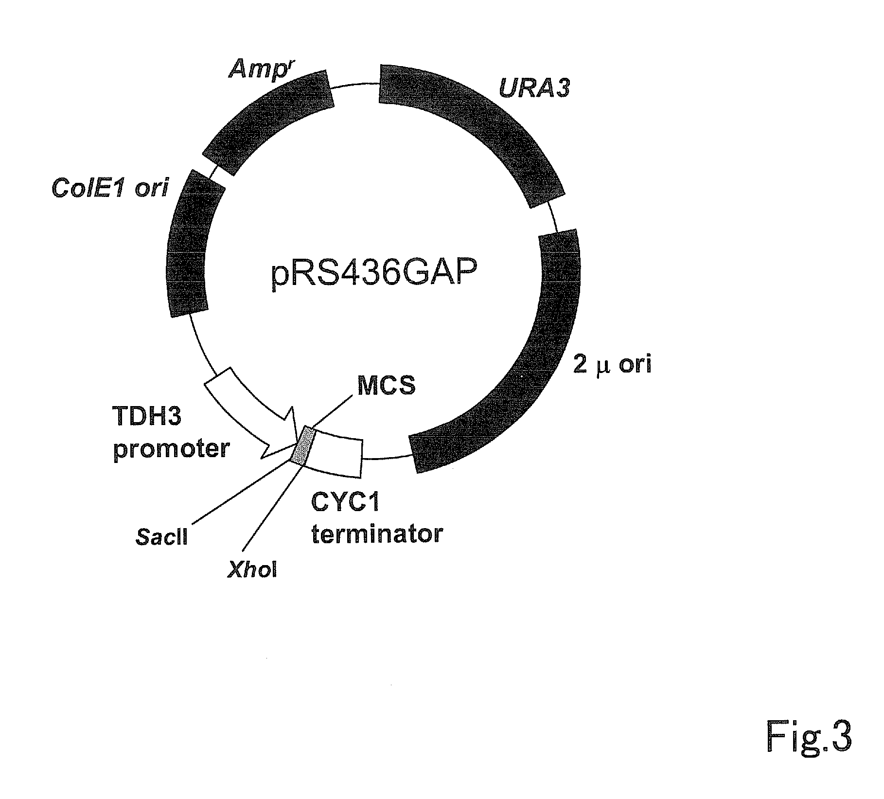 Xylose isomerase and use thereof