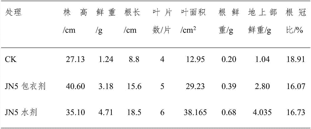 Bacillus velezensis strain JN5 and application thereof