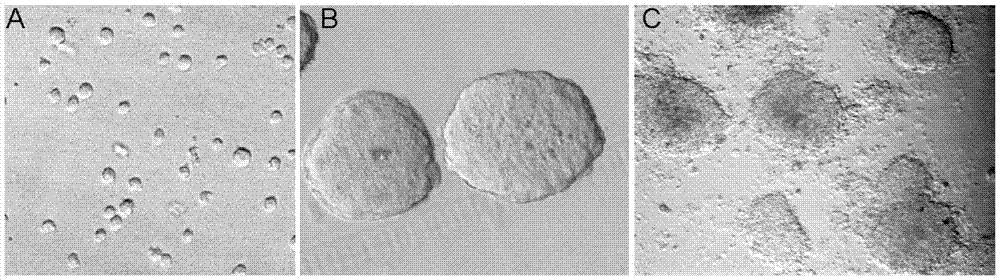 Sorting method of hepatocytes of which embryonic hepatic cells are differentiated