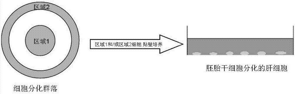 Sorting method of hepatocytes of which embryonic hepatic cells are differentiated