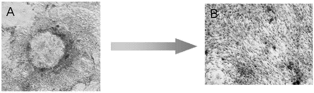 Sorting method of hepatocytes of which embryonic hepatic cells are differentiated