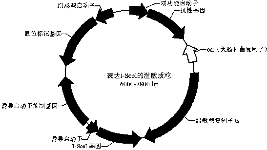 Bacillus gene traceless knockout/knockin plasmid and method, and kit