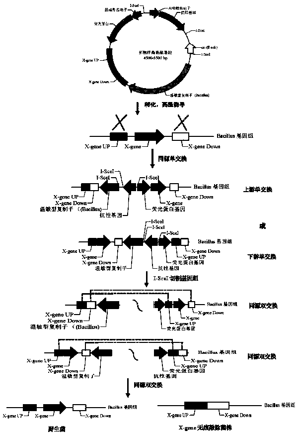 Bacillus gene traceless knockout/knockin plasmid and method, and kit