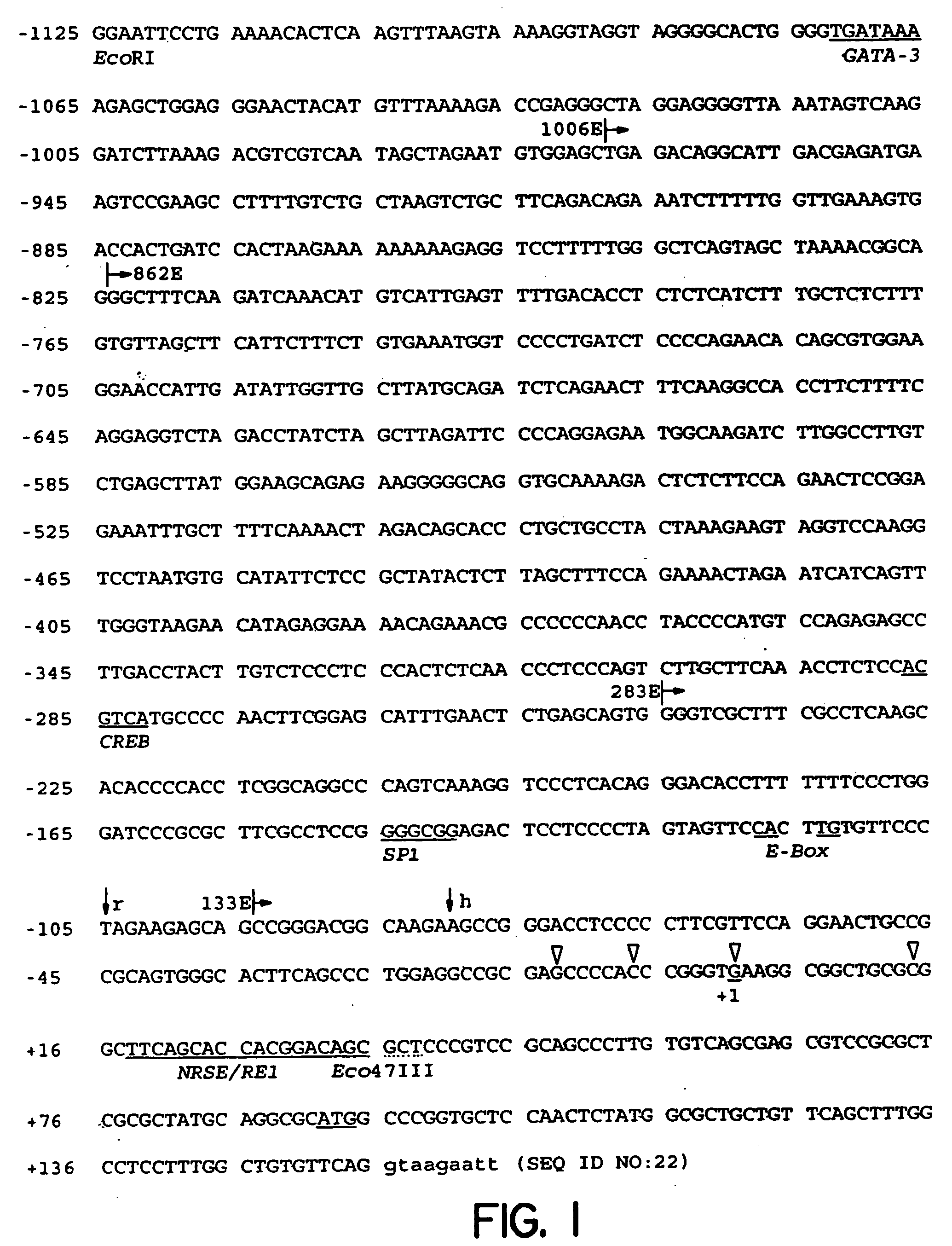 Genomic DNA fragments containing regulatory and coding sequence for the beta2-subunit of the neuronal nicotinic acetylcholine receptor and transgenic animals made using these fragments or mutated fragments