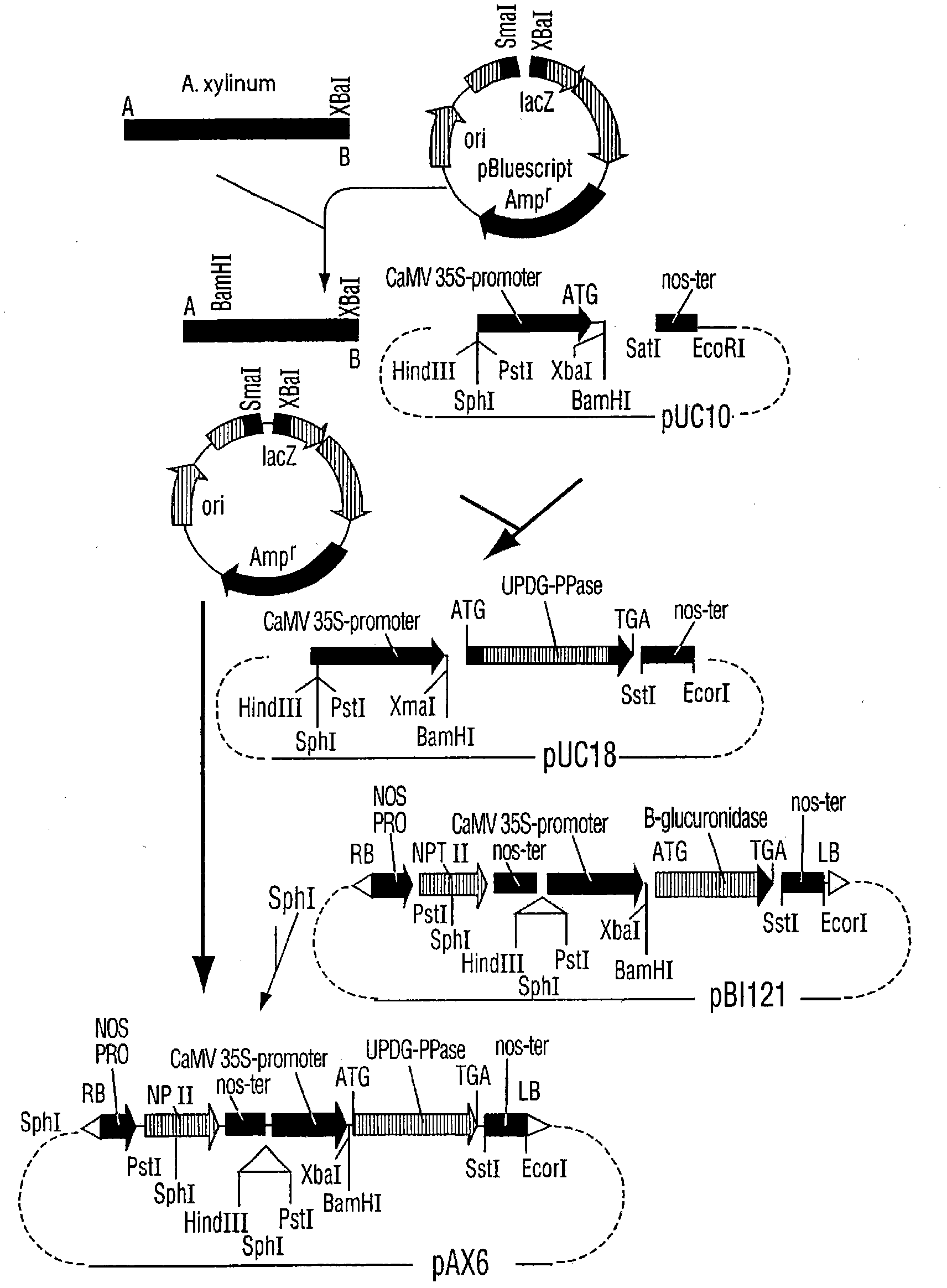 Method for promoting plant growth and increasing cellulose content and/or yield