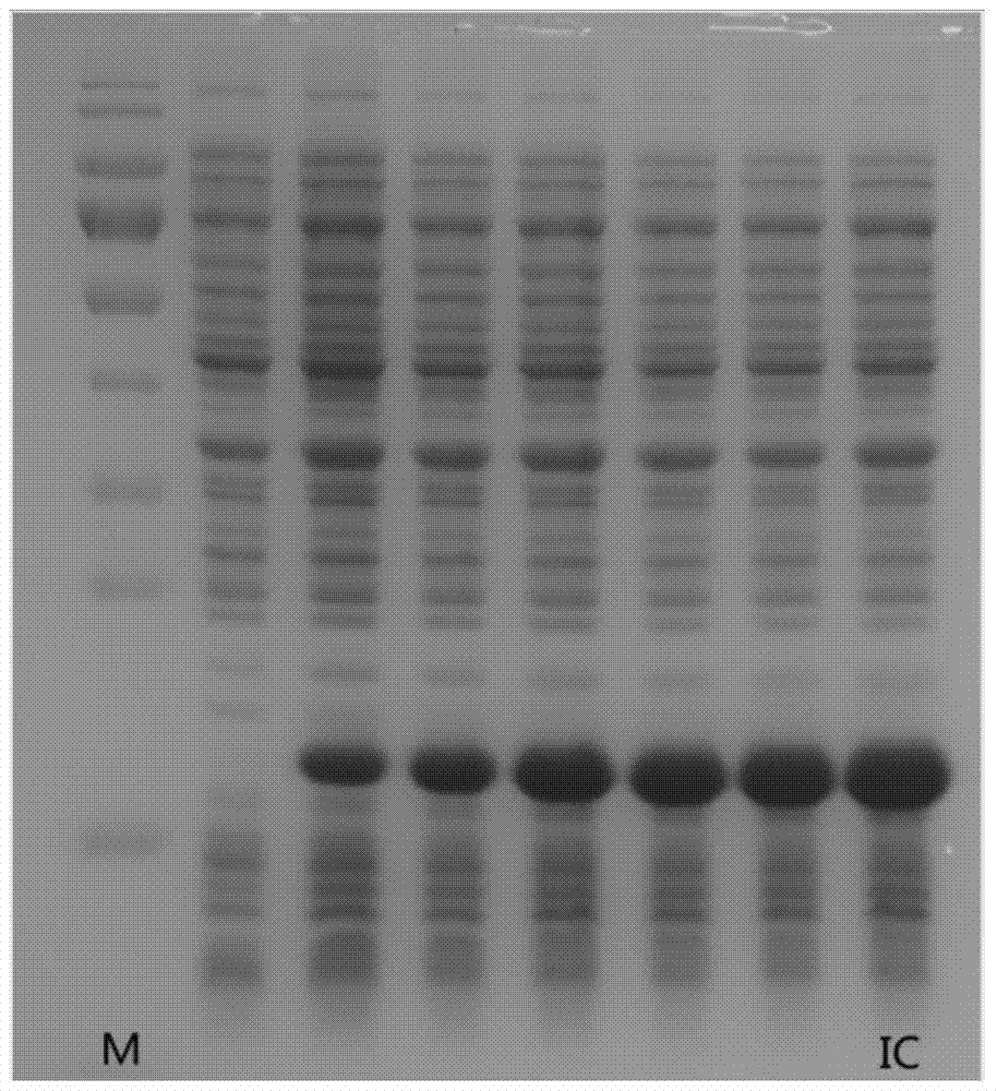 A kind of chromium chelated immune complex and its preparation method and application