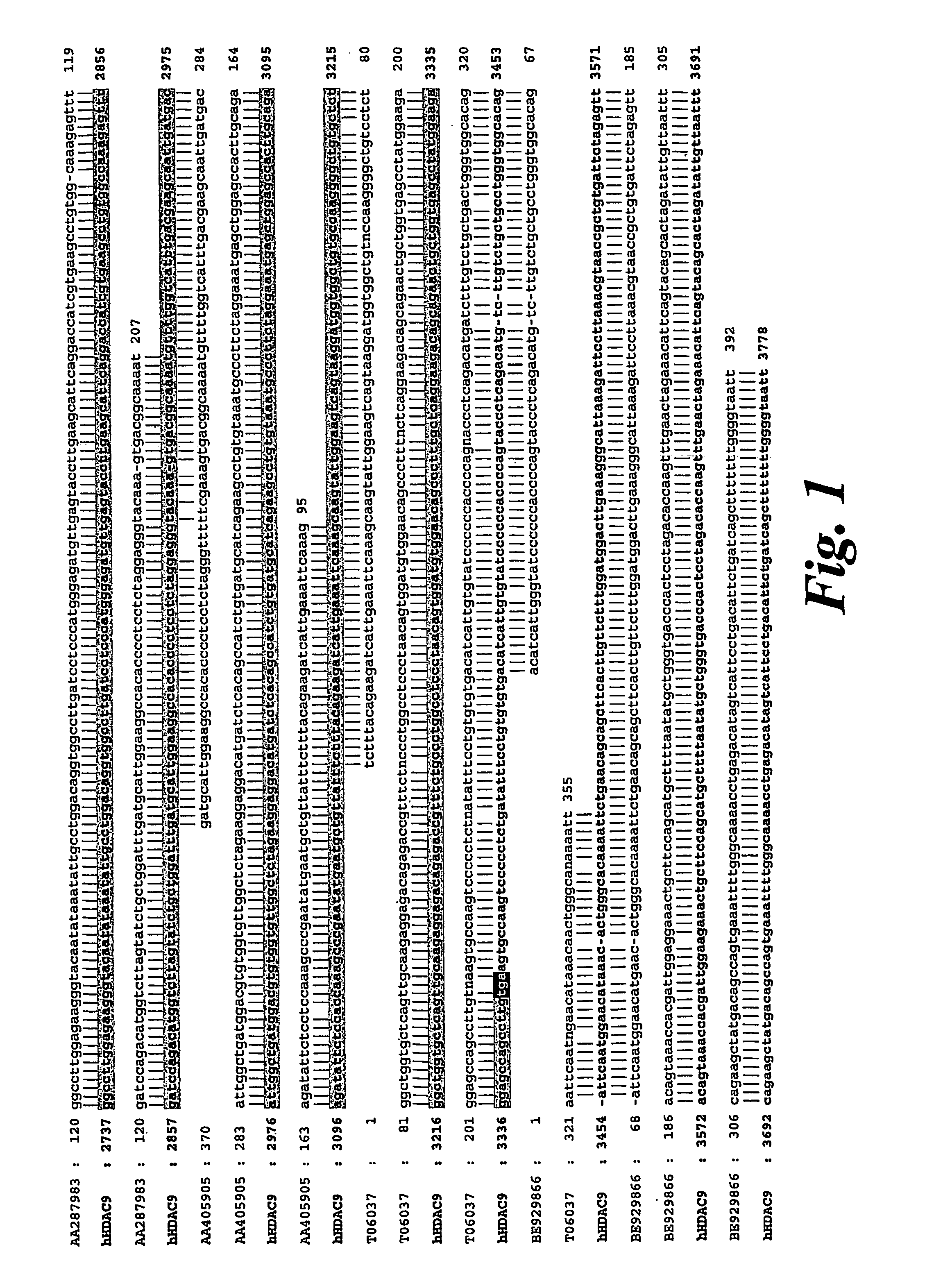 Histone deacetylase 9