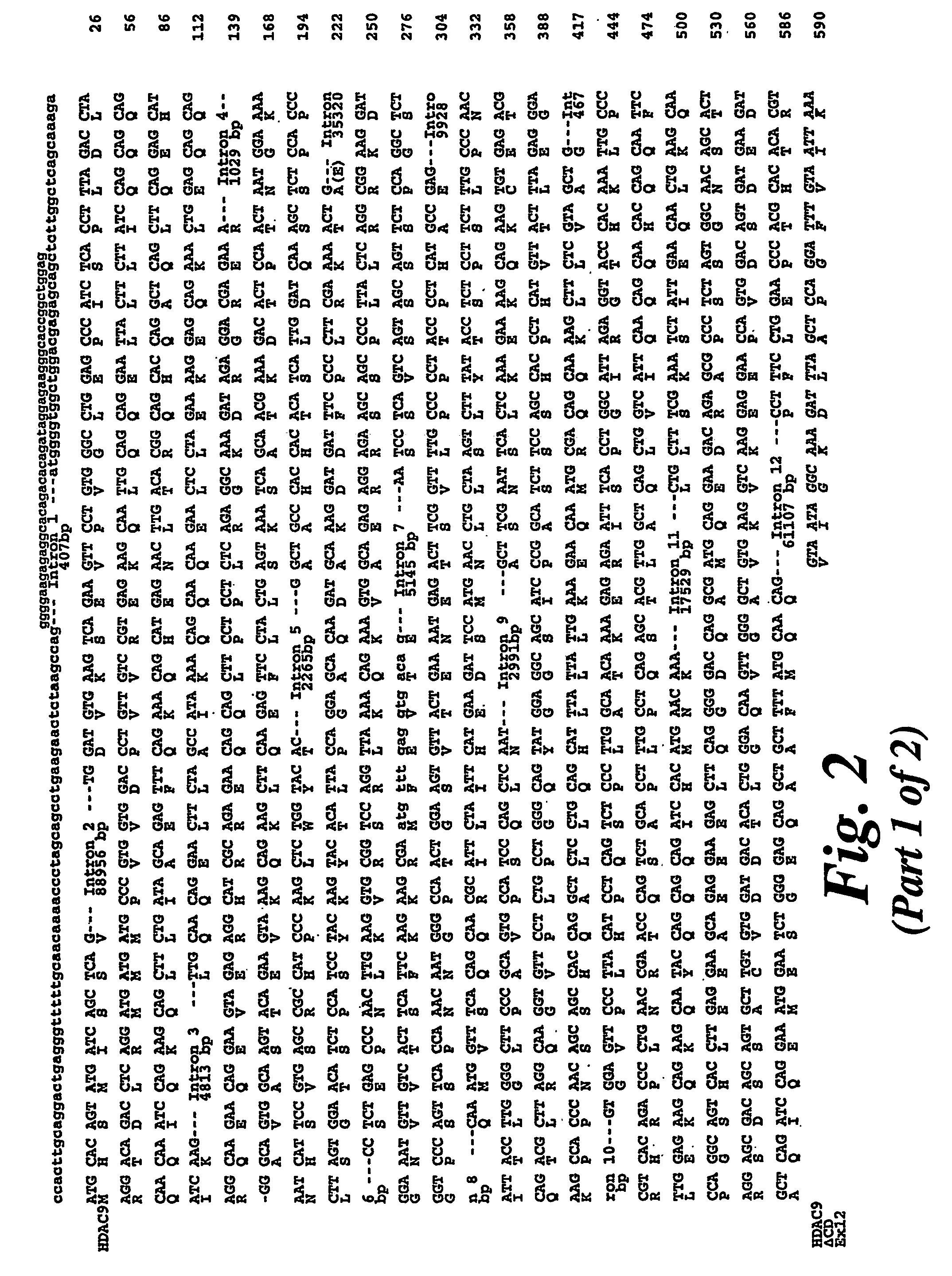 Histone deacetylase 9