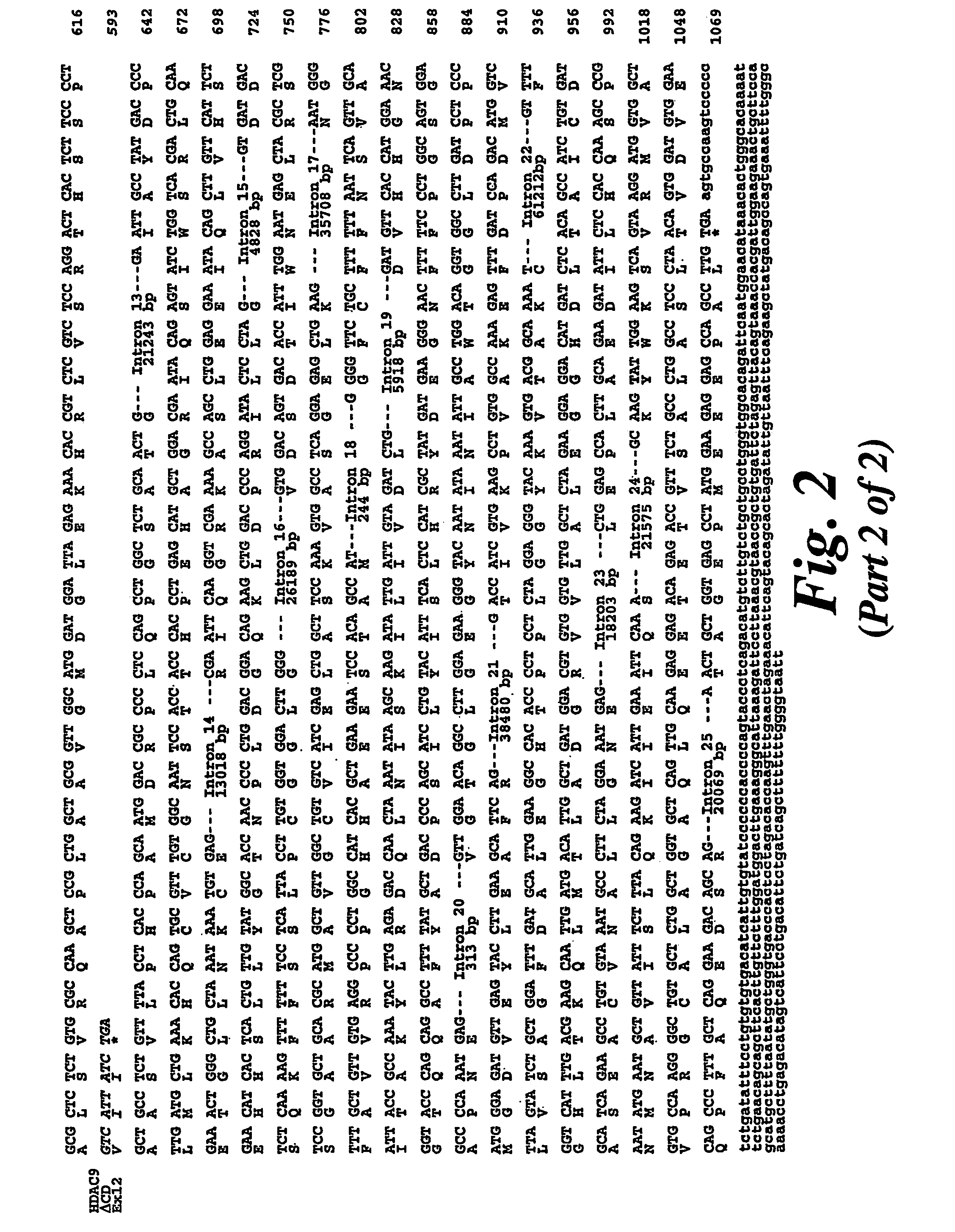 Histone deacetylase 9