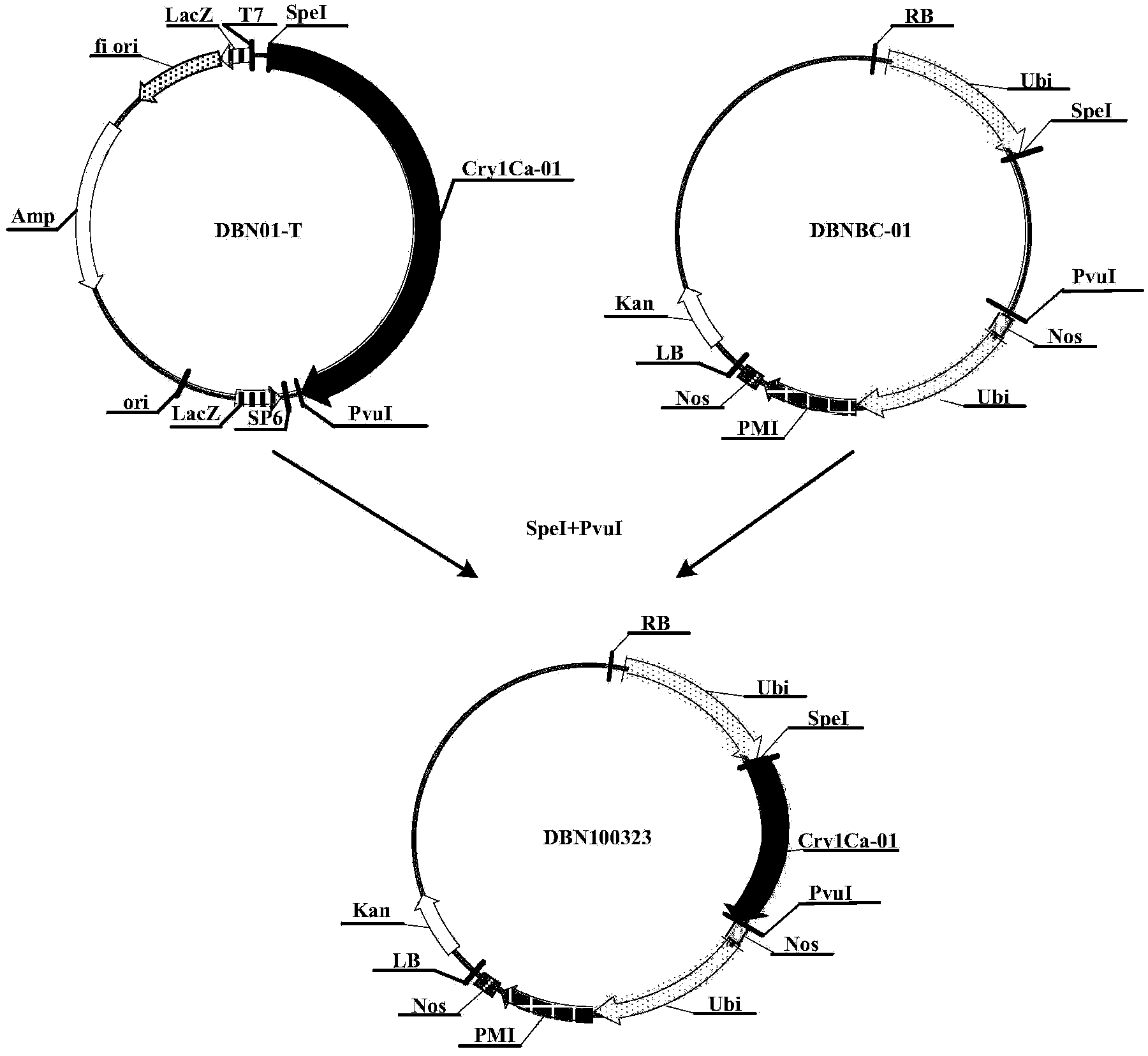 Construct for controlling insect pests and method thereof