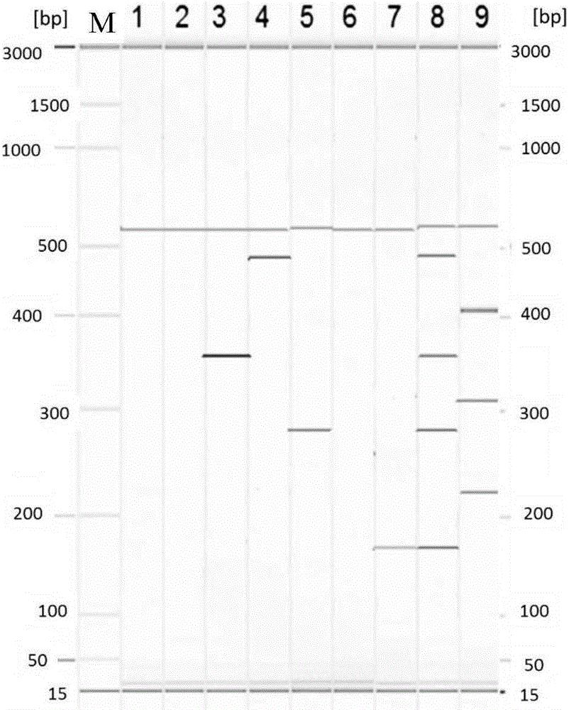 Primer group and kit for detecting seven kinds of diarrhea viruses through multiple PCR (polymerase chain reaction), and detecting method of seven kinds of diarrhea viruses