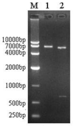 Mycoplasma ovipneumoniae antibody indirect ELISA detection kit