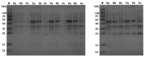 Mycoplasma ovipneumoniae antibody indirect ELISA detection kit